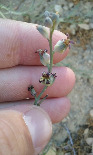 Image of Streptanthus medeirosii by no rights reserved