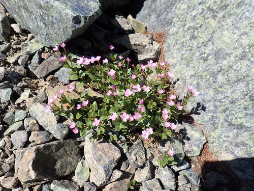 Talus willowherb (Epilobium clavatum)