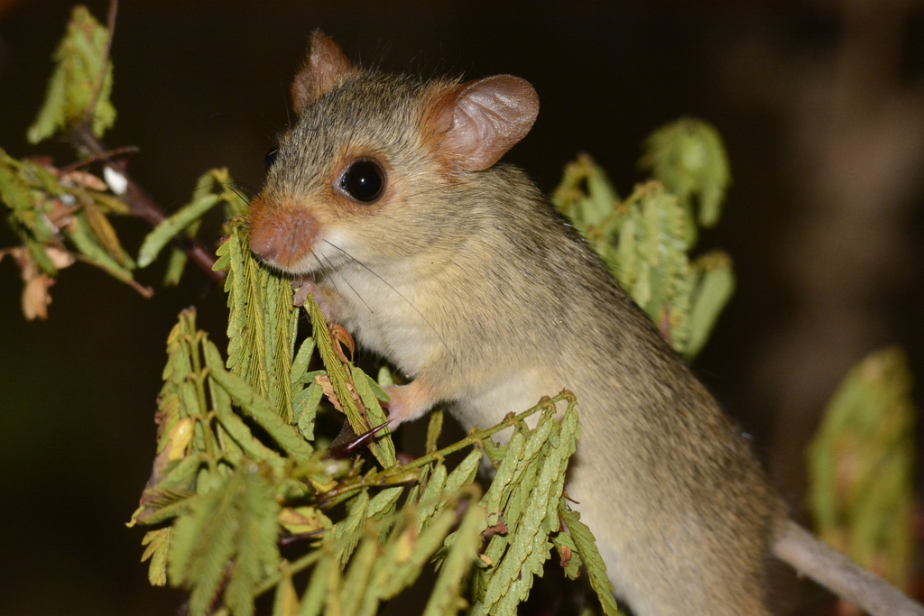 Cerrado Red-Nosed Mouse
