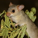 Cerrado Red-nosed Mouse - Photo (c) Frederico Acaz Sonntag, some rights reserved (CC BY-NC), uploaded by Frederico Acaz Sonntag