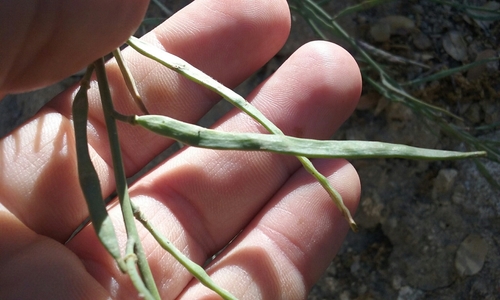 Image of Streptanthus medeirosii by no rights reserved