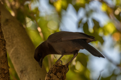 Cyanocorax cyanomelas