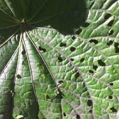 Peridinetus irroratus