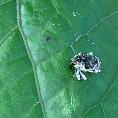 Peridinetus irroratus