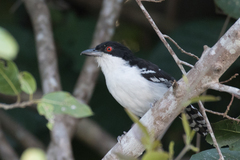 Great Antshrike photo 2