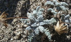 Chaenactis santolinoides