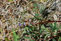 Astragalus norvegicus