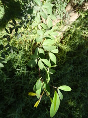 Pithecellobium dulce