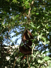 Pithecellobium dulce