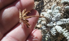 Chaenactis santolinoides