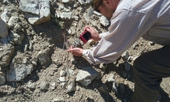 Chaenactis santolinoides