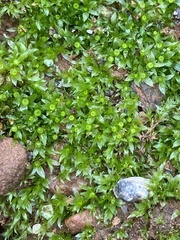 Physcomitrium immersum