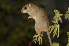 Cerrado Red-Nosed Mouse photo 2