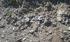 Chaenactis santolinoides