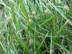 Cyperus brevifolioides