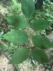 Fraxinus quadrangulata