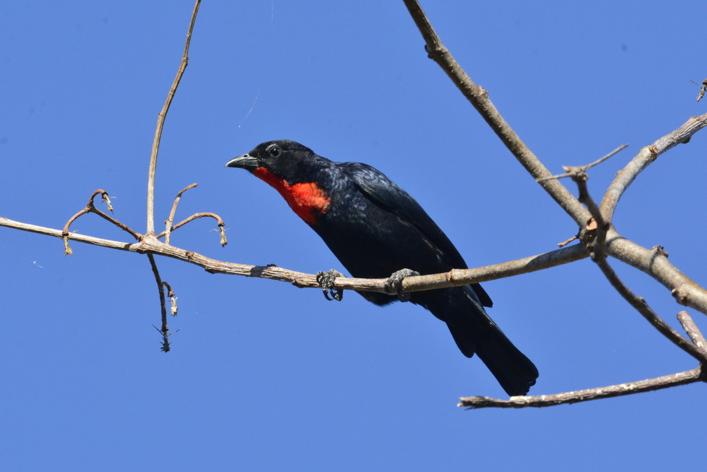 Scarlet-Throated Tanager