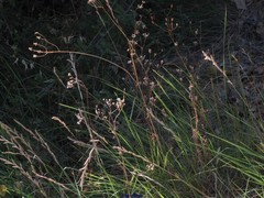 Brachypodium phoenicoides
