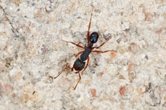 Rhytidoponera aspera
