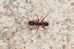 Rhytidoponera aspera