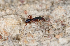 Rhytidoponera aspera