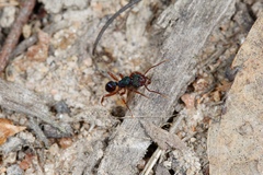 Rhytidoponera aspera