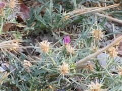 Centaurea × pouzinii