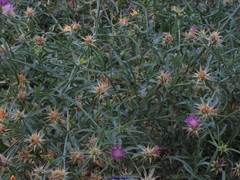 Centaurea × pouzinii