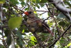 Cardinalis cardinalis