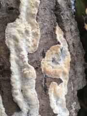 Rigidoporus corticola