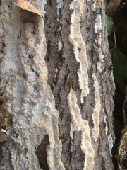 Rigidoporus corticola