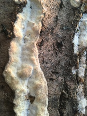 Rigidoporus corticola