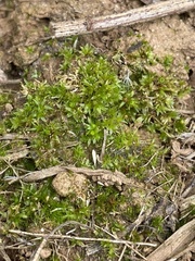 Physcomitrium immersum