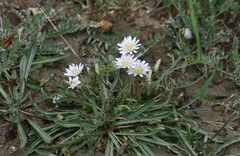 Taraxacum leucanthum