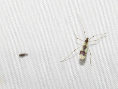 Erioptera venusta
