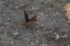 Lexias pardalis dirteana