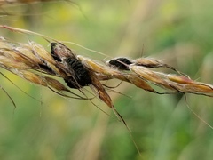 Epicoccum andropogonis