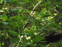 Baeolophus atricristatus