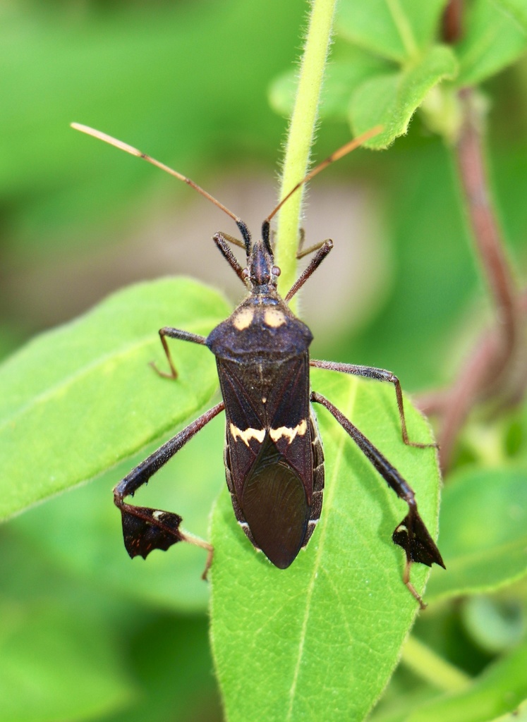 Large-Legged Bug