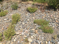 Heterotheca oregona