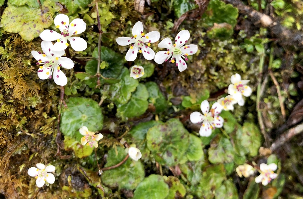 Asteropyreae