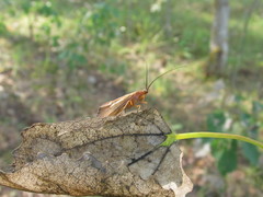 Anabolia