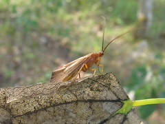 Anabolia