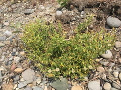 Heterotheca oregona