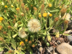 Heterotheca oregona