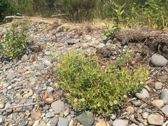 Heterotheca oregona