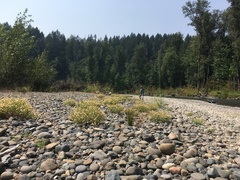 Heterotheca oregona
