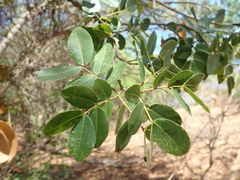 Copaifera