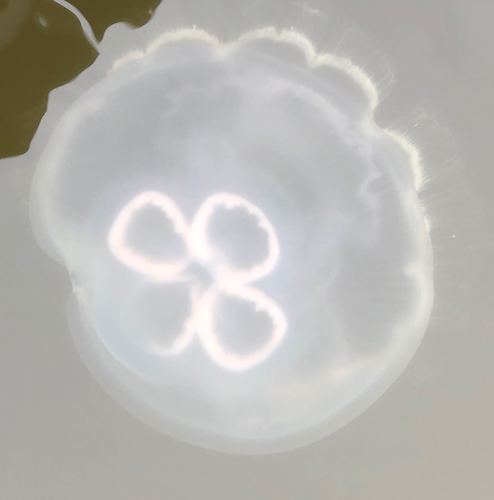 Southern Moon Jelly photographed in Mississippi