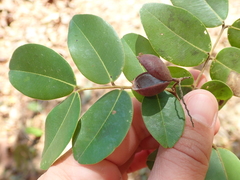 Copaifera